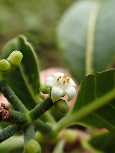 Psychotria mariniana