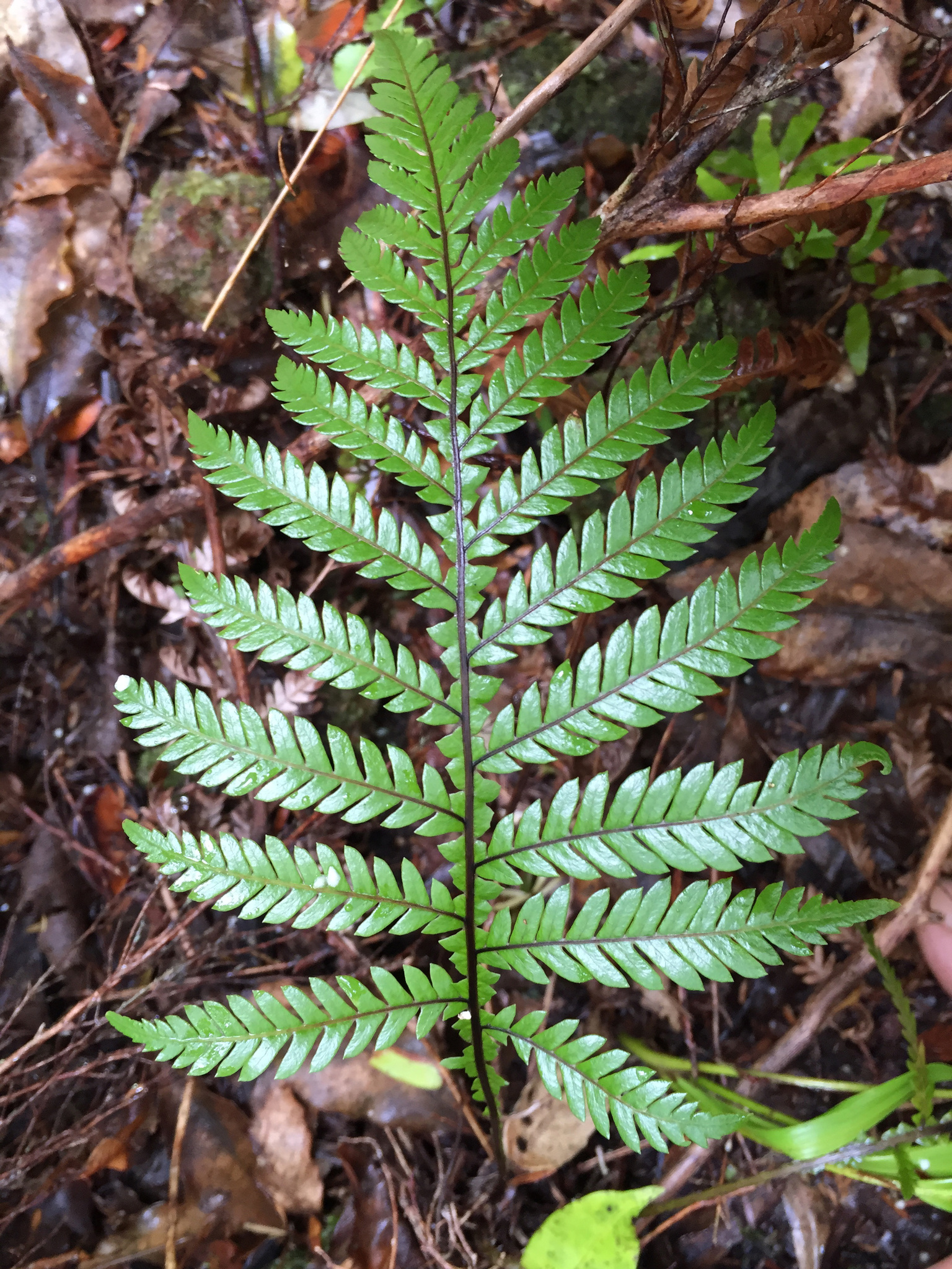 Diploblechnum fraseri