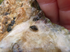 Potamopyrgus estuarinus