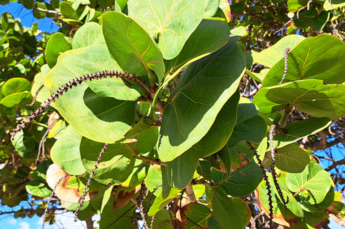 Coccoloba uvifera image