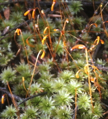 Bryum truncorum