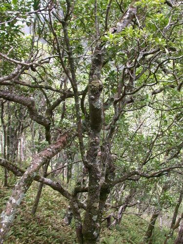 Psychotria mauiensis