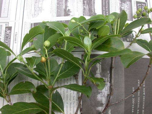 Psychotria mauiensis