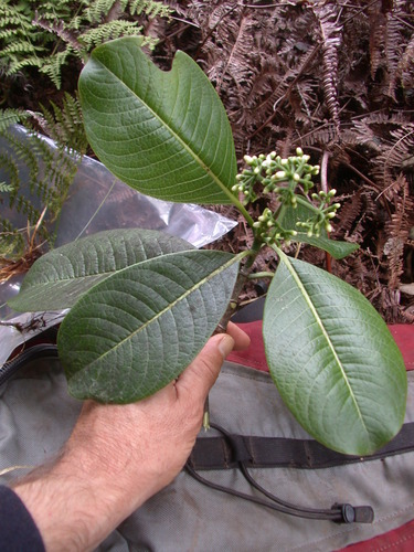 Psychotria mauiensis