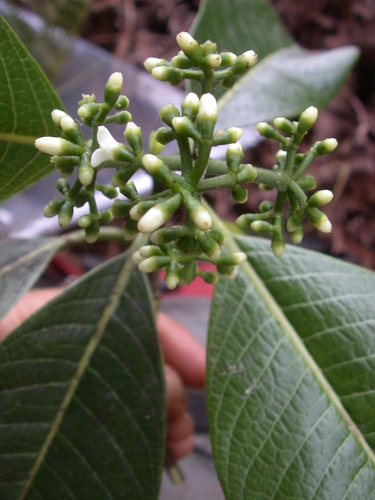 Psychotria mauiensis