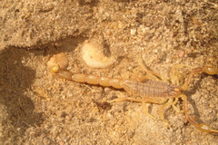 Buthus gabani