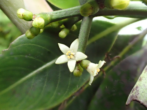 Psychotria mauiensis