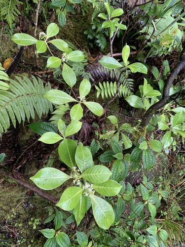 Psychotria mauiensis