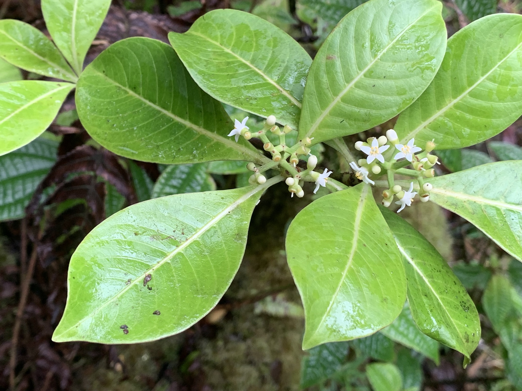 Psychotria mauiensis