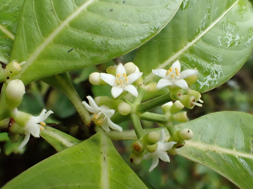 Psychotria mauiensis