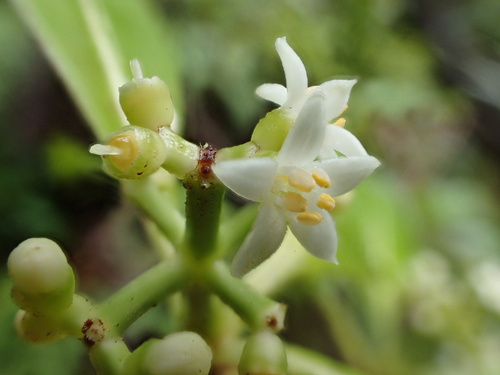 Psychotria mauiensis
