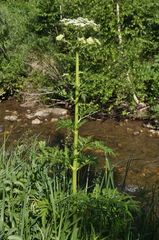 Pleurospermum uralense