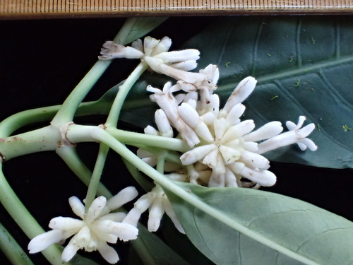 Psychotria pacifica observed 2016-06-02