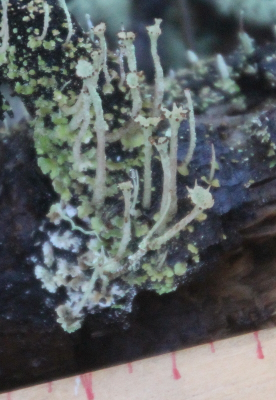 Cladoniaceae image