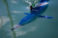 Mediterranean Spearfish photo 3