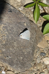 Catochrysops panormus exiguus