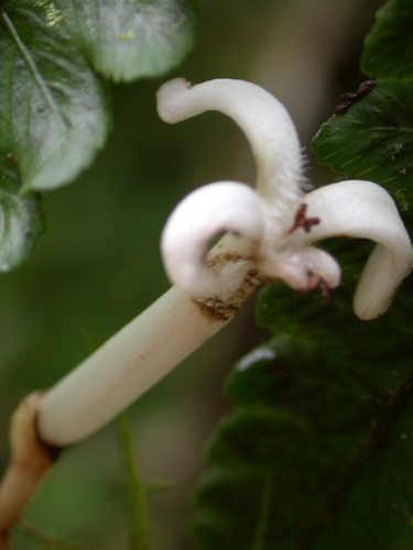 Psychotria schaeferi