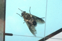 Scaptia adrel