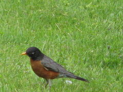 Turdus migratorius image