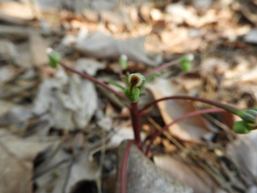 Euphorbia neopedunculata image