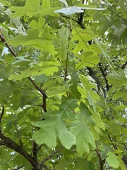 Quercus macrocarpa: Herkunft und Verwendung — Foto 3