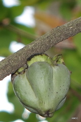Diospyros sphaerosepala