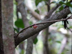 Diospyros sphaerosepala