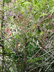 Diospyros sphaerosepala