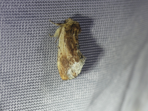 Maple Prominent