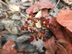 Cyphostemma nanellum