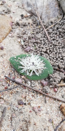 Image of Massonia elandsmontana by (c) bullwooding, some rights reserved (CC BY)