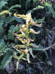 Astragalus nuttallii virgatus