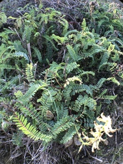 Astragalus nuttallii virgatus