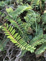 Astragalus nuttallii virgatus