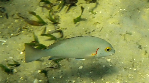 Arabian sweetlips (Plectorhinchus schotaf) — Haemulidae — 4
