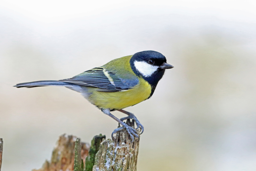 British Great Tit
