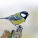 British Great Tit - Photo (c) Nigel Voaden, some rights reserved (CC BY)