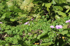 Papilio memnon heronus