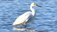 Egretta garzetta nigripes
