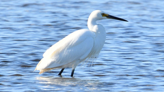 Egretta garzetta nigripes
