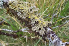 Crocodia rubella