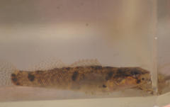 Etheostoma flabellare