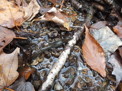 Desmognathus kanawha