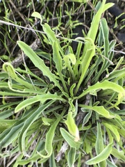 Erysimum franciscanum