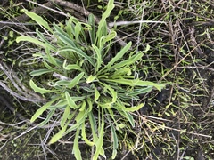 Erysimum franciscanum