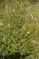 Olearia solandri