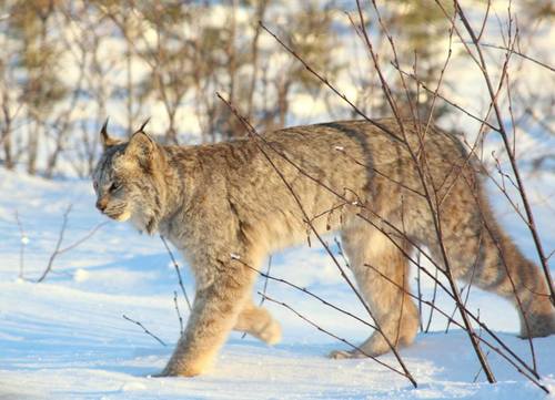 Canada Lynx