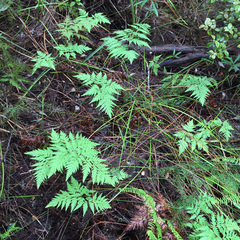 Loxsoma cunninghamii