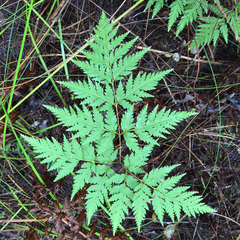 Loxsoma cunninghamii