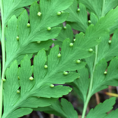 Loxsoma cunninghamii